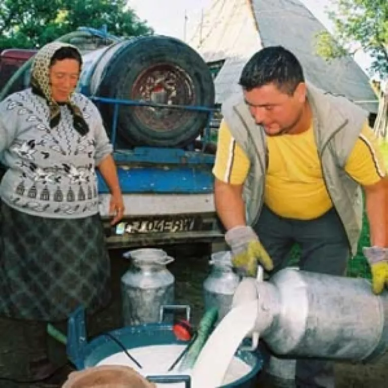 100.000 de tone de lapte in plus pentru fermierii romani