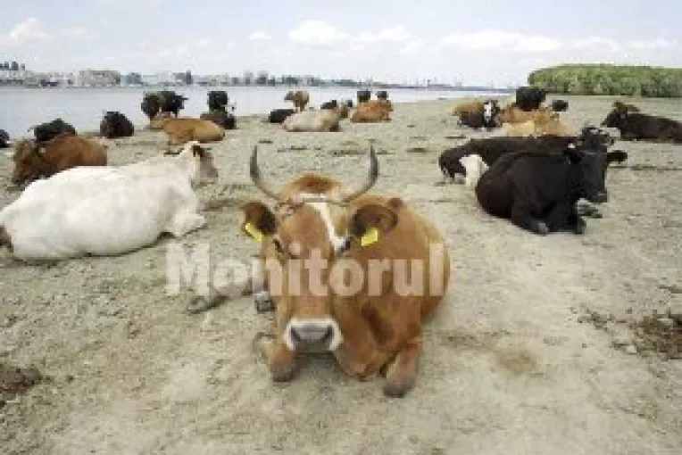 120 de milioane de lei pentru zootehnisti
