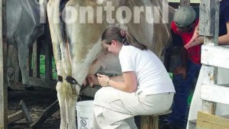 47 de milioane de litri - cota de lapte pentru Galati