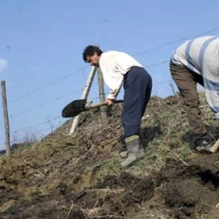 Agricultorii asigurati pot cere subventii pana la 15 octombrie 
