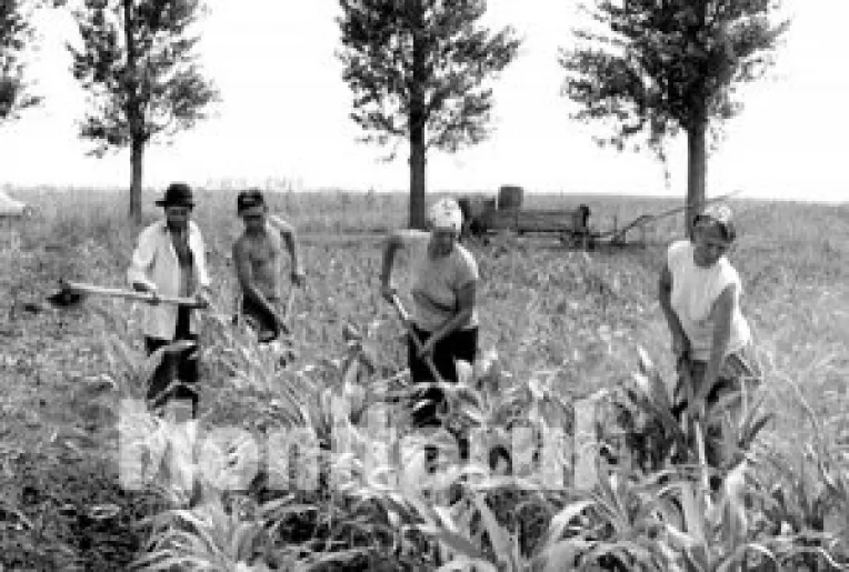 Agricultura ca-n Evul Mediu