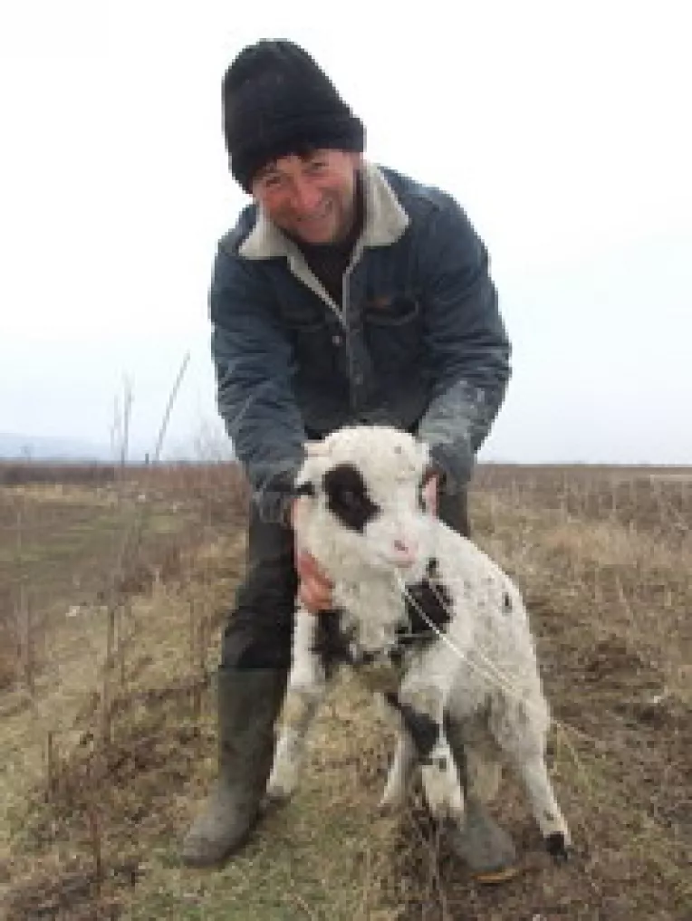 Animalele, sacrificate in mod traditional pentru inca trei ani de acum in acolo