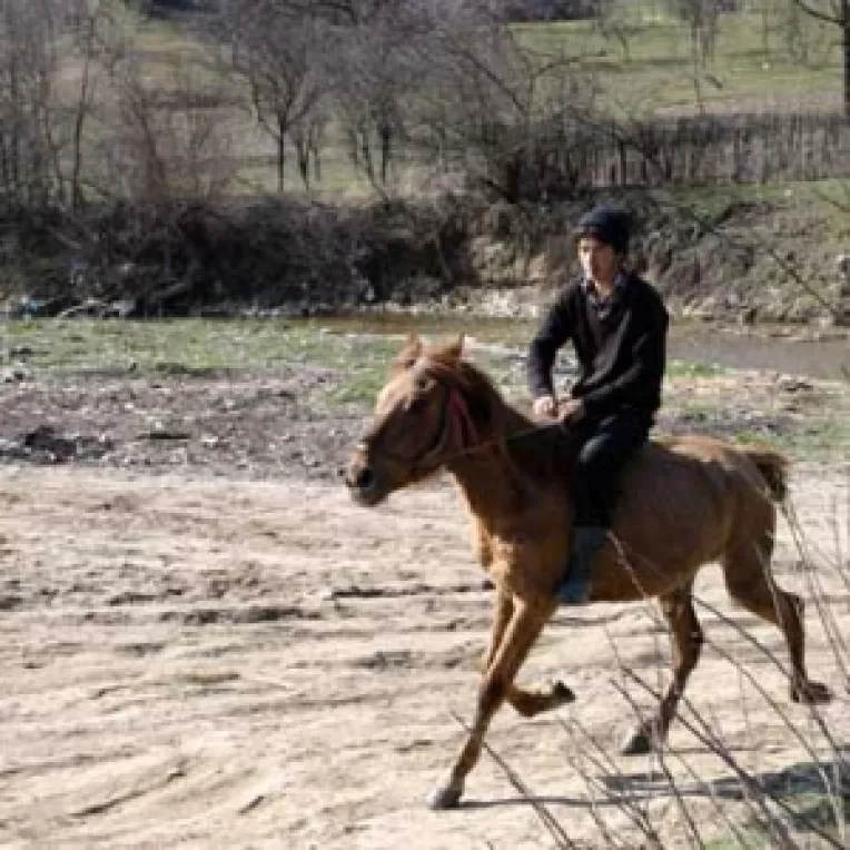 ANSVSA cere despagubirea proprietarilor de animale sacrificate din cauza epidemiilor