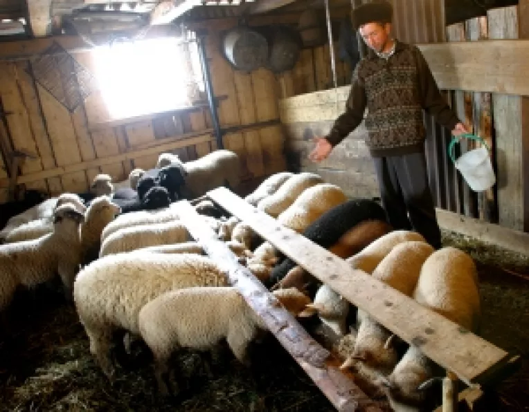 APIA amana plata subventiei pentru crescatorii de ovine si caprine