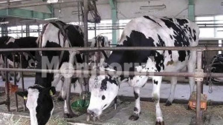 Bani sint, sa vedem proiectele