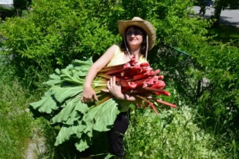 Beneficiile medicale ale unei plante miraculoase: RUBARBA