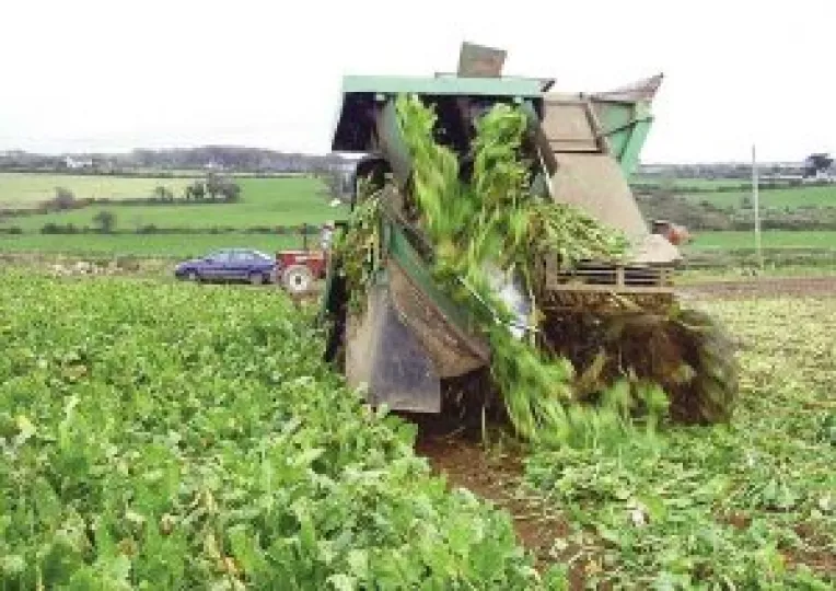 Biodieselul, la putere