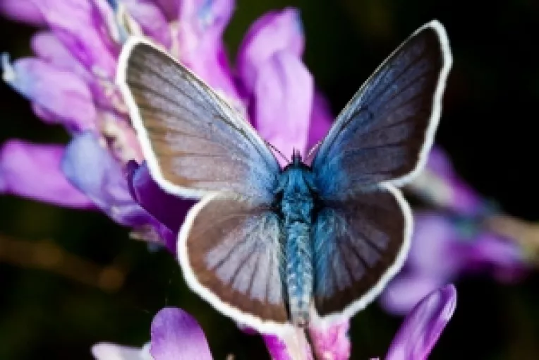 Cand doi se cearta al treilea castiga: De ostilizarea PSD-PNL profita PDL