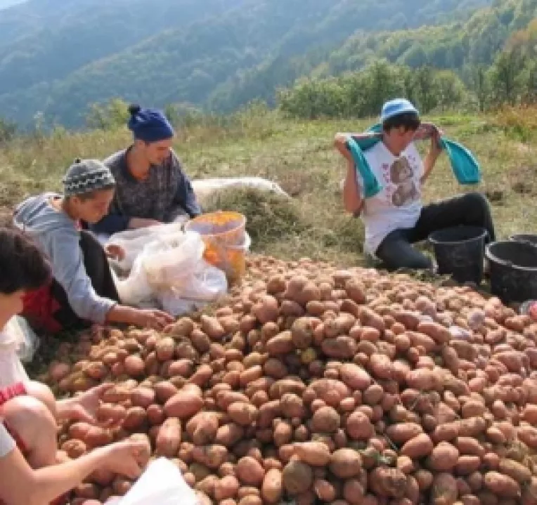 Cartofi mai ieftini, daca se stabileste un pret de referinta