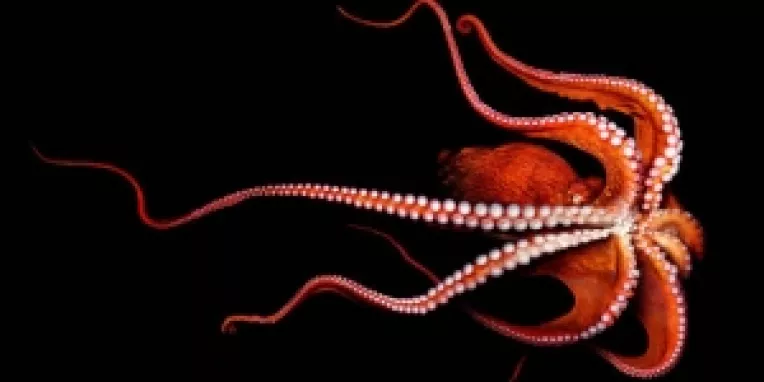 Cercetatorii de la Scoala Superioara Sainte Ann din Pisa au realizat un robot medical asemanator cu tentaculele unei caracatite