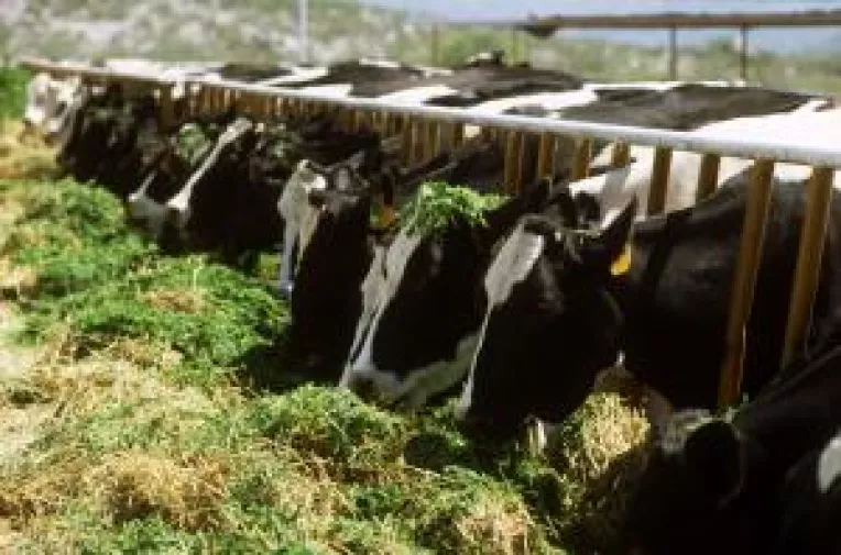 Cota de lapte, pe ultima suta de metri