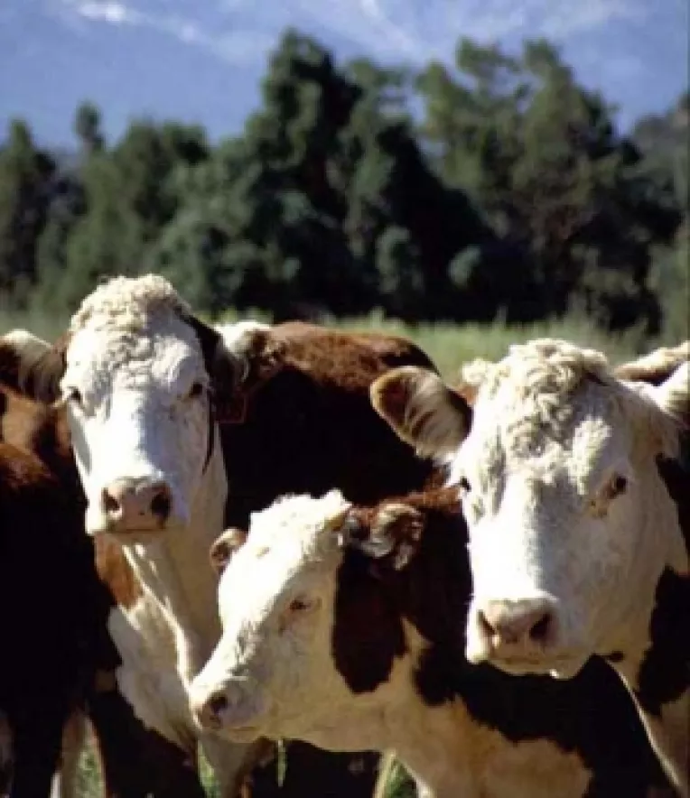 Crescatorii de bovine trebuie sa depuna o noua cerere pentru subventie