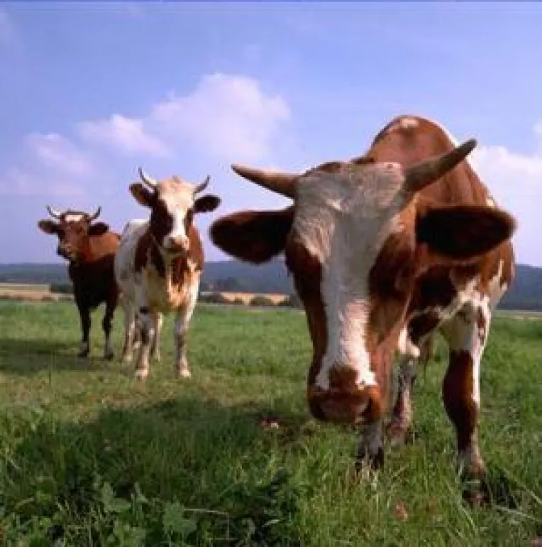 Creste cota de lapte