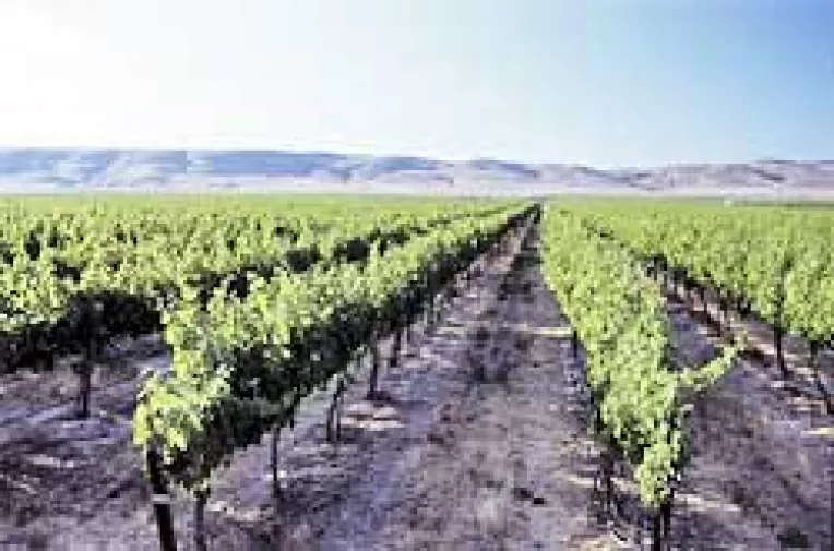Decizia care bloca retrocedarea terenurilor cultivate cu vita de vie a fost abrogata
