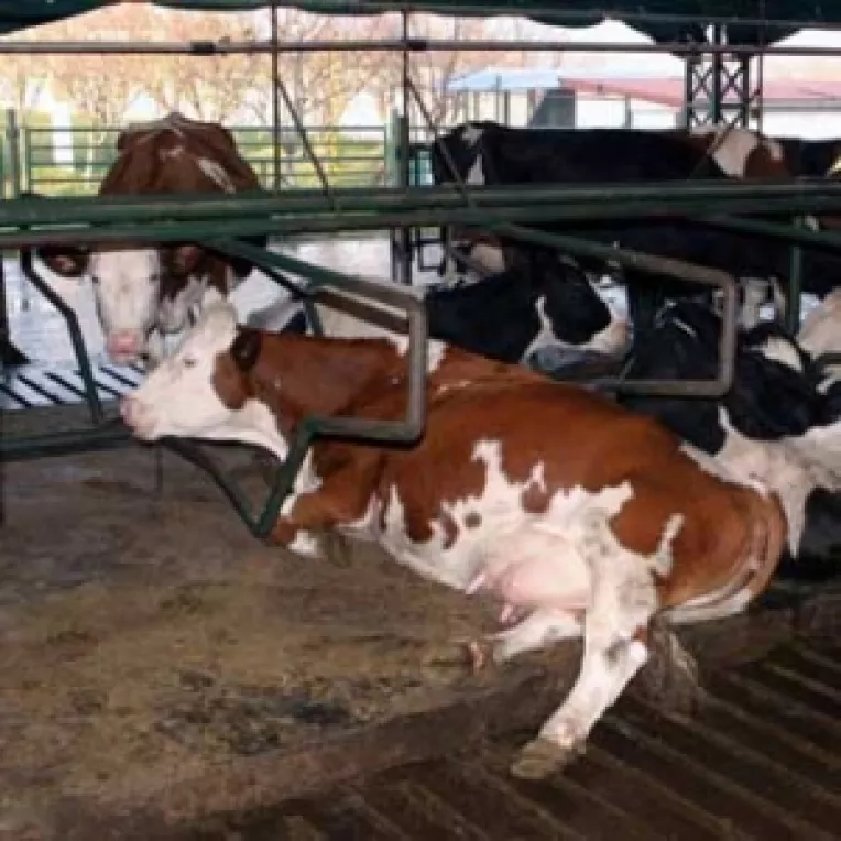 Despagubiri si pentru crescatorii de animale 
