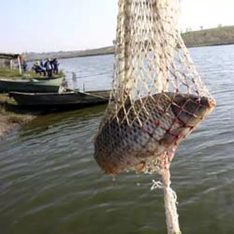 "Dezlegarea" la sturioni provoaca valuri la Agricultura