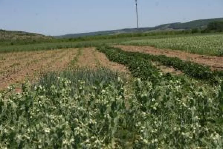 Doljul este calamitat cu acte in regula