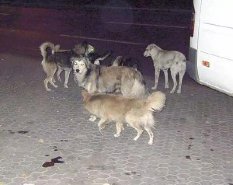 Dumitru Nicolae, acuzat ca nu-si tine promisiunile