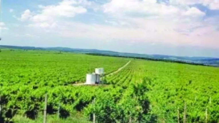 Fermele cu traditie, puse pe butuci. Vinul de Murfatlar si-a gasit concurenta in cramele de la Adamclisi