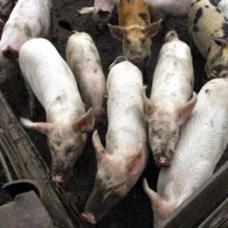 Fermele Smithfield din Arad, amendate ca nu au autorizatii de mediu 
