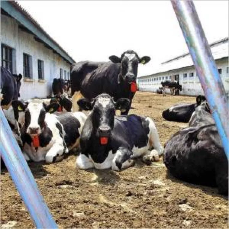 Fermierii care nu declara cota realizata anul trecut risca sa piarda dreptul de a mai vinde lapte