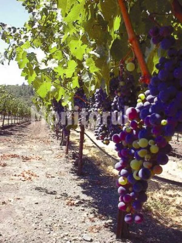 Fermierii mincinosi nu vor mai putea accesa fonduri europene