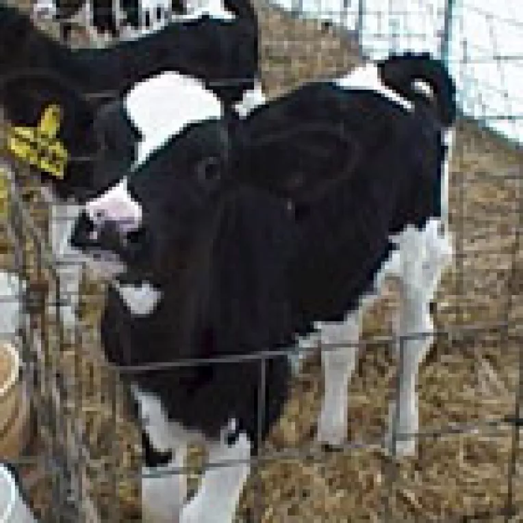 Fermierul de intoarce