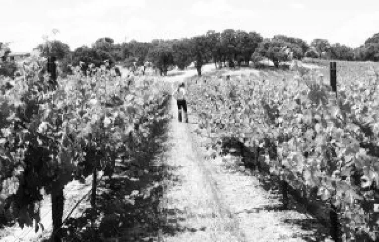 Fonduri de la UE pentru viticultorii galateni