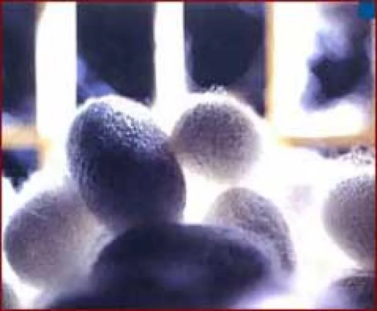 Fonduri europene pentru crescatorii de viermi de matase