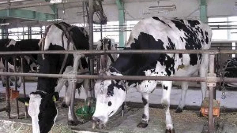 "Ghilotina" cotei de lapte loveste nemilos