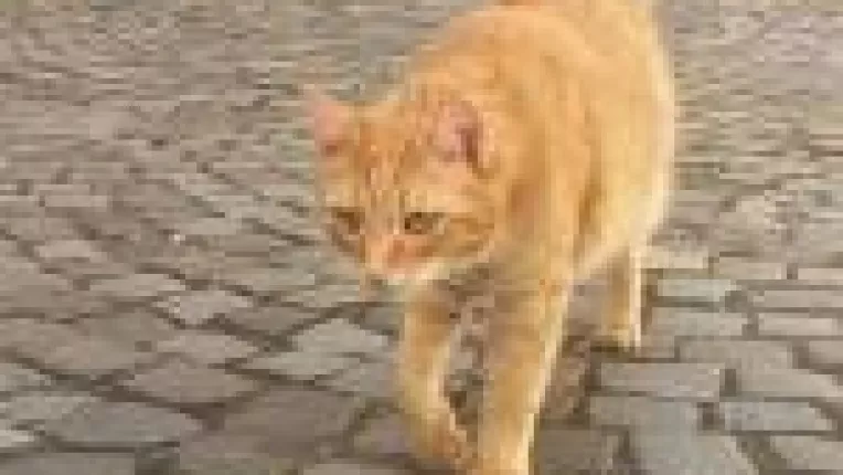 Globul vezical, una dintre cele mai grave probleme, frecvent intalnite la motanei