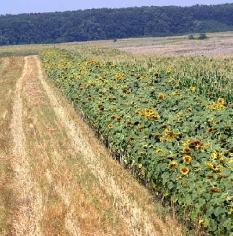 Guvernul aloca pana la 750 de lei pentru fiecare hectar calamitat de seceta