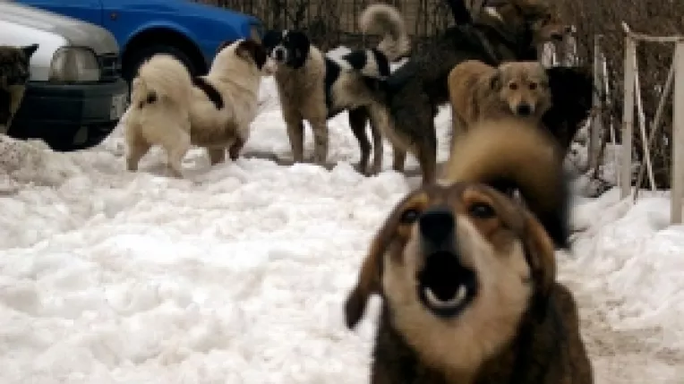 In Romania, haitele de caini umbla libere pe strazi 