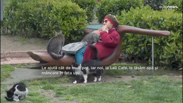 Istanbul, orasul pisicilor si cainilor fara stapan. Localnicii ingrijesc animalele strazii