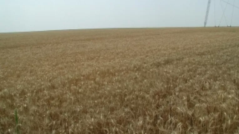 Jumatate din graul importat de Romania este "spalat de TVA"