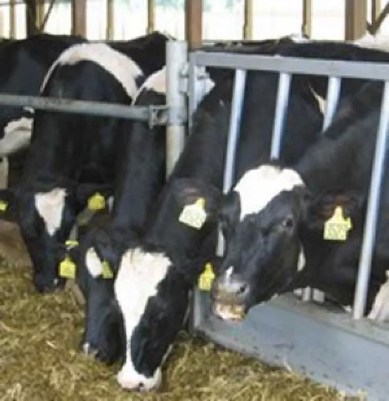 Ministerul propune subventie de 100 de lei pe cap de bovina, crescatorii vor 600 de lei