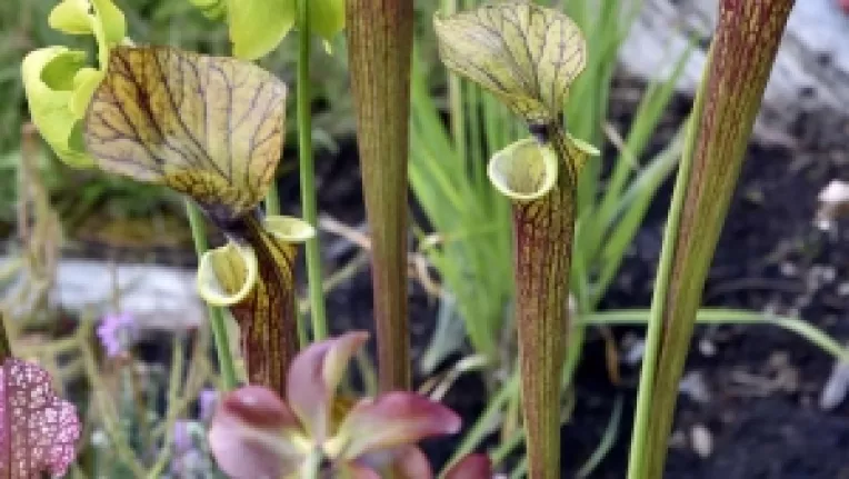 O planta carnivora de la Gradina Botanica din Nantes permite eradicarea viespii asiatice