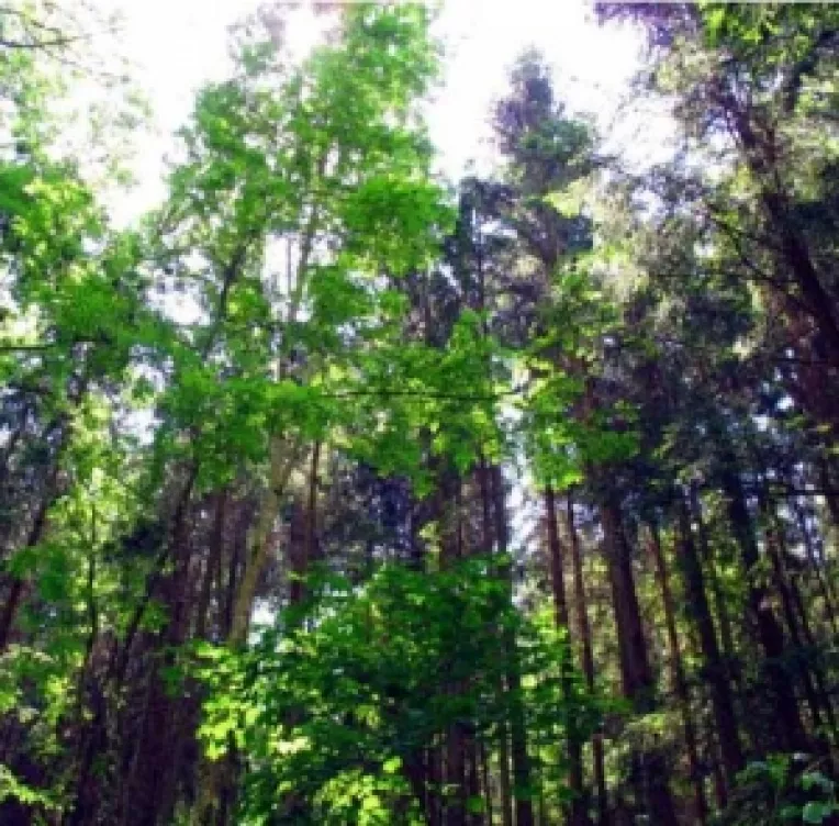 Perdele forestiere pentru protejarea culturilor agricole in trei judete