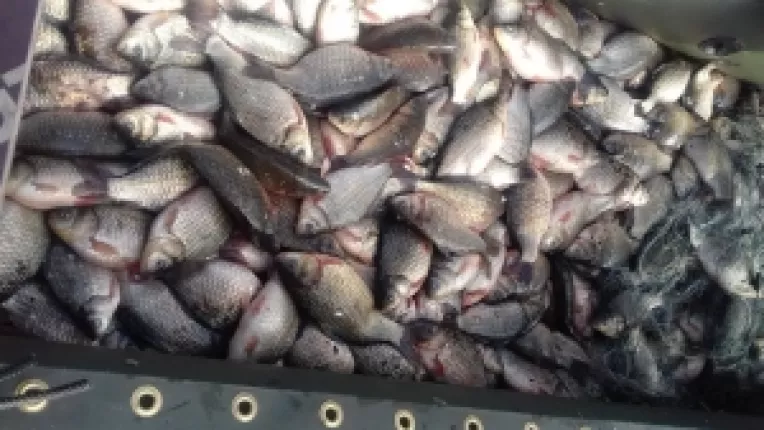 Pescarul amator: Un nou sistem de pescuit, cu momeala care mareste pofta de mancare a pestilor!