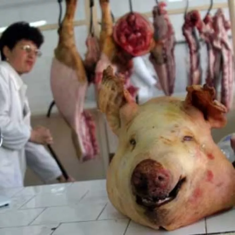 Pesta ne amana exporturile de carne de porc pana in 2009