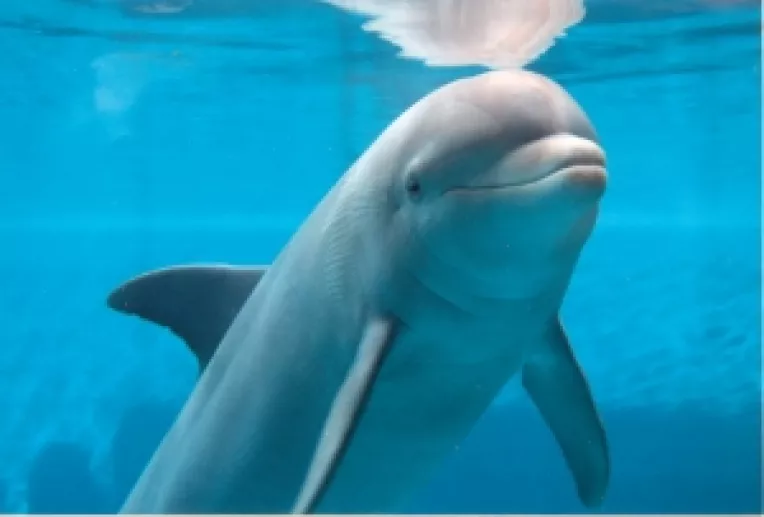 Plasele pescaresti ucid delfinii din Mamaia si Constanta 
