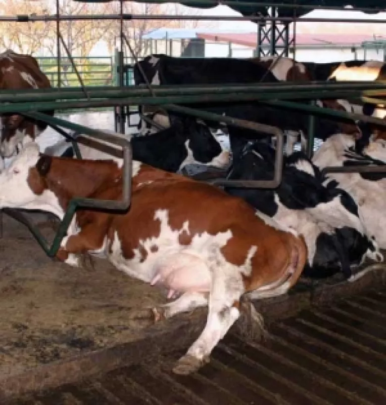 Pretul laptelui, motiv de discordie intre patronate si sindicate