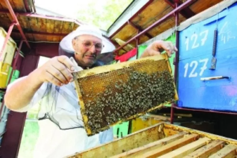 Productia de miere, la cel mai scazut nivel  din ultimii cinci ani