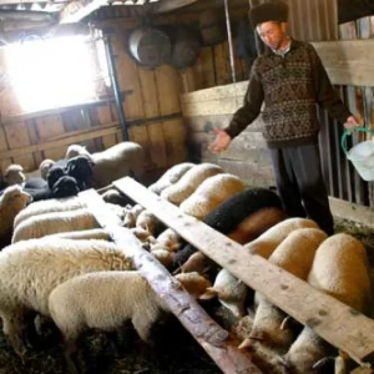 Romania, pe locul sase in UE la ovine