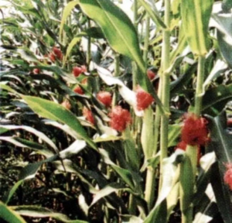 Seceta din Romana goleste hambarele cu porumb ale UE