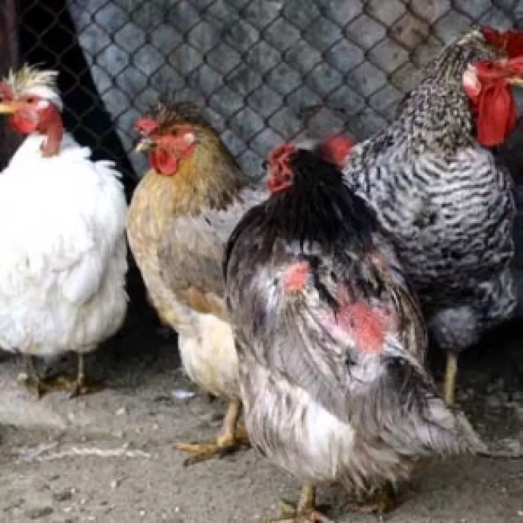 Sechestrate in cuibare!