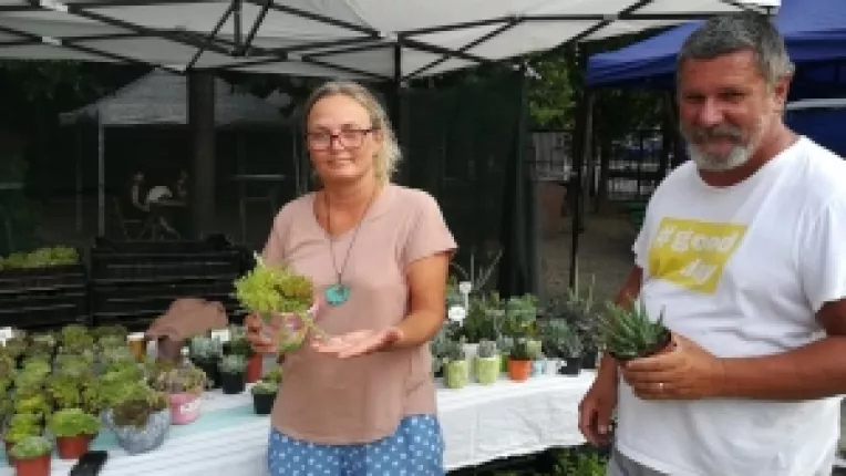 Sempervivum Romania, plante superbe la targul din curtea MTR
