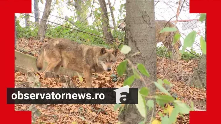 Specia-hibrid de animal, descoperita in Carpatii Meridionali. Fenomenul este ingrijorator