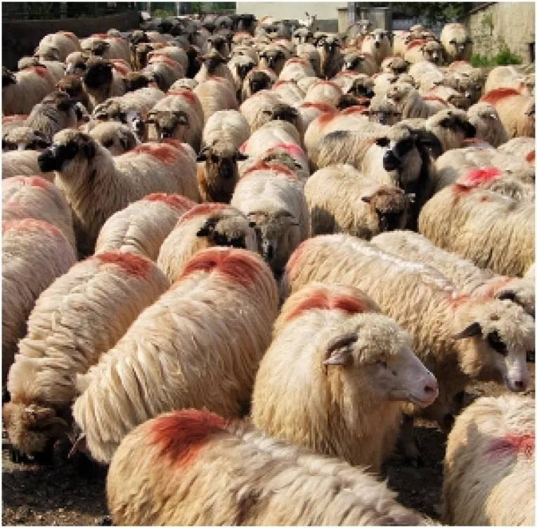 Statul subventioneaza crescatorii de animale cu pana la 7,5 lei pe cap de animal 
