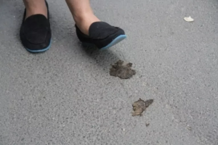 Strazile si parcurile Bucurestiului sunt pline de oua ale viermilor intestinali eliminate prin fecalele cainilor